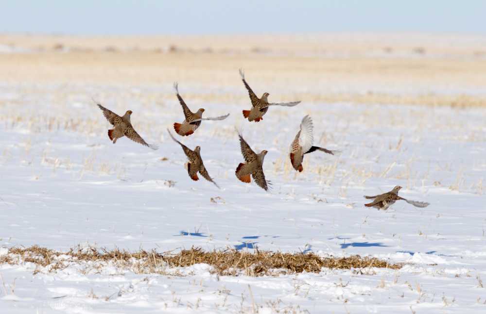 Patrijzen vliegen op vanuit een stoppelveld in de winter (© M Williams)